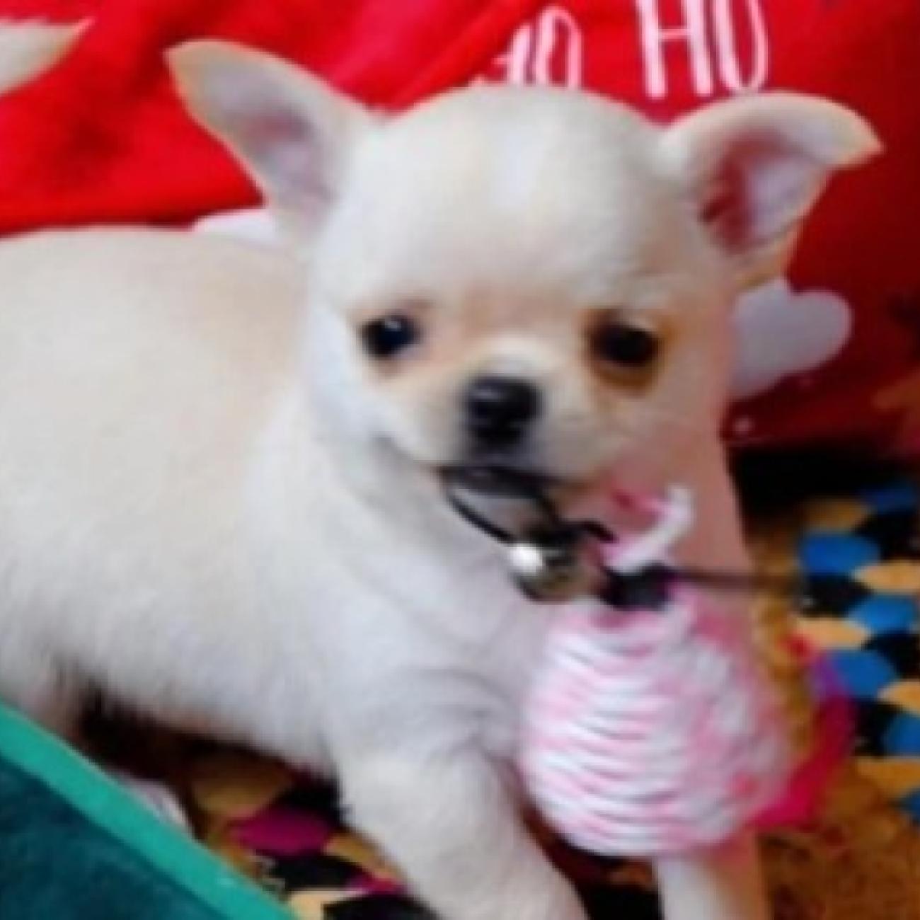 Give Gorgeous Chihuahua Puppy Free 