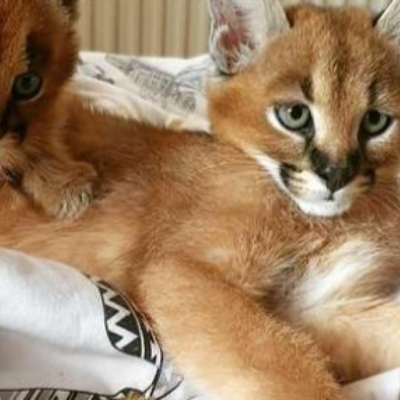 Lovely , Hand and Home raised , Well tamed Exotics cats. (Ocelots, Caracals and F1 - F3 savannah and