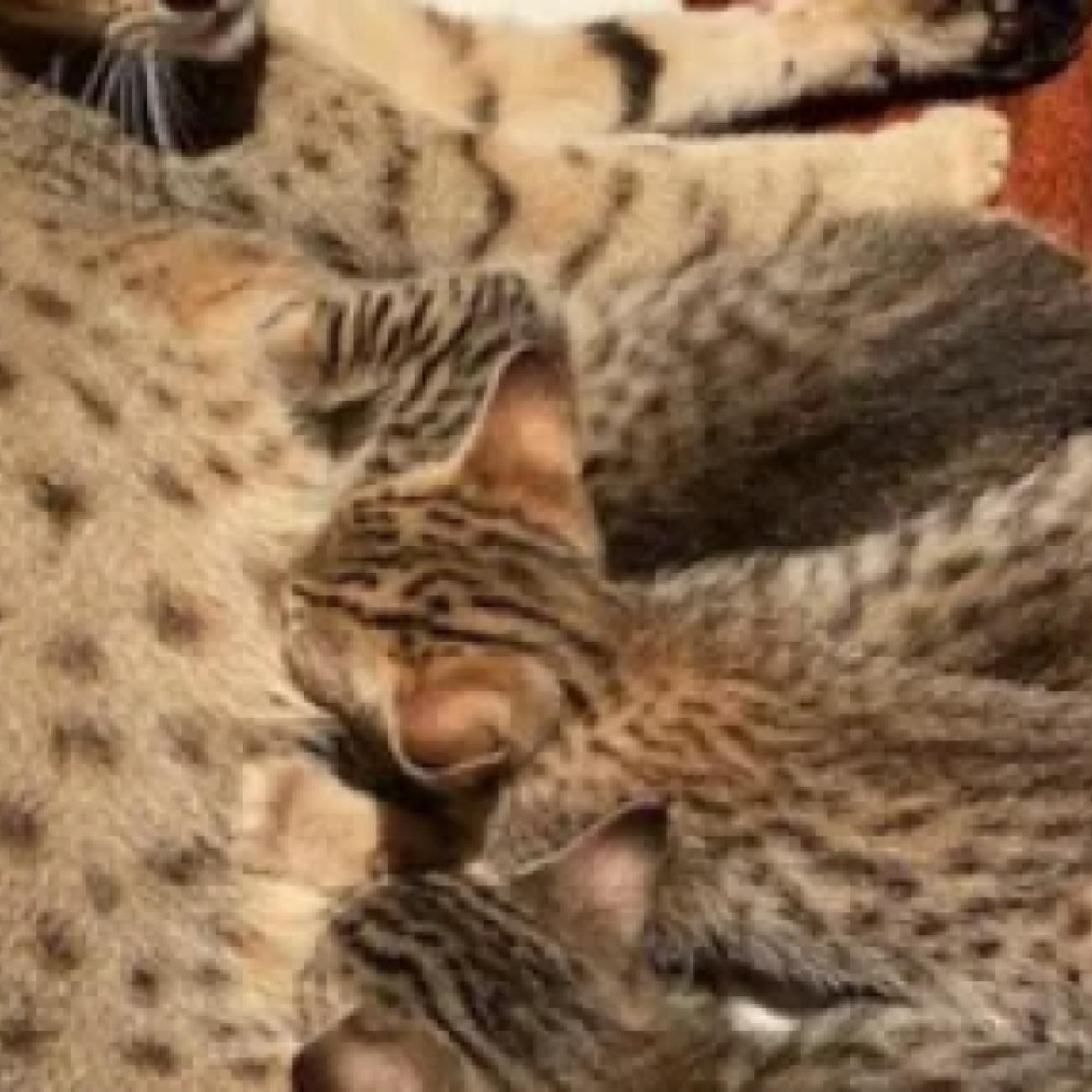 Lovely , Hand and Home raised , Well tamed Exotics cats. (Ocelots, Caracals and F1 - F3 savannah and