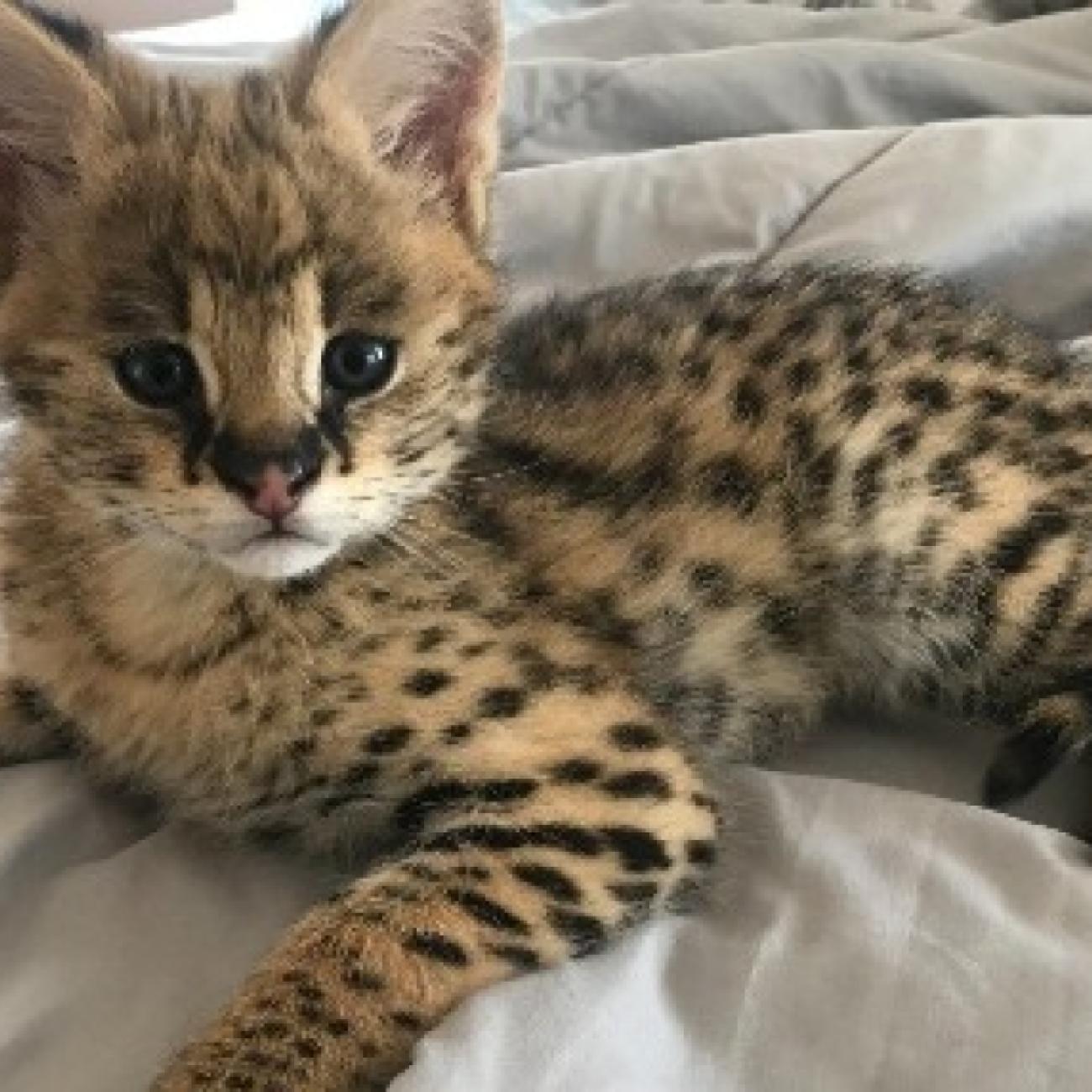 Lovely , Hand and Home raised , Well tamed Exotics cats. (Ocelots, Caracals and F1 - F3 savannah and