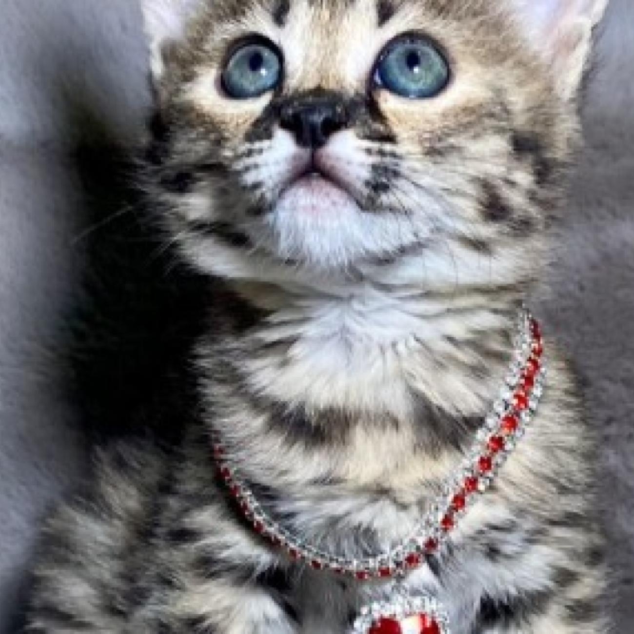 Tamed Exotics cats. (Ocelots, Caracals and F1 - F3 savannah and Serval)