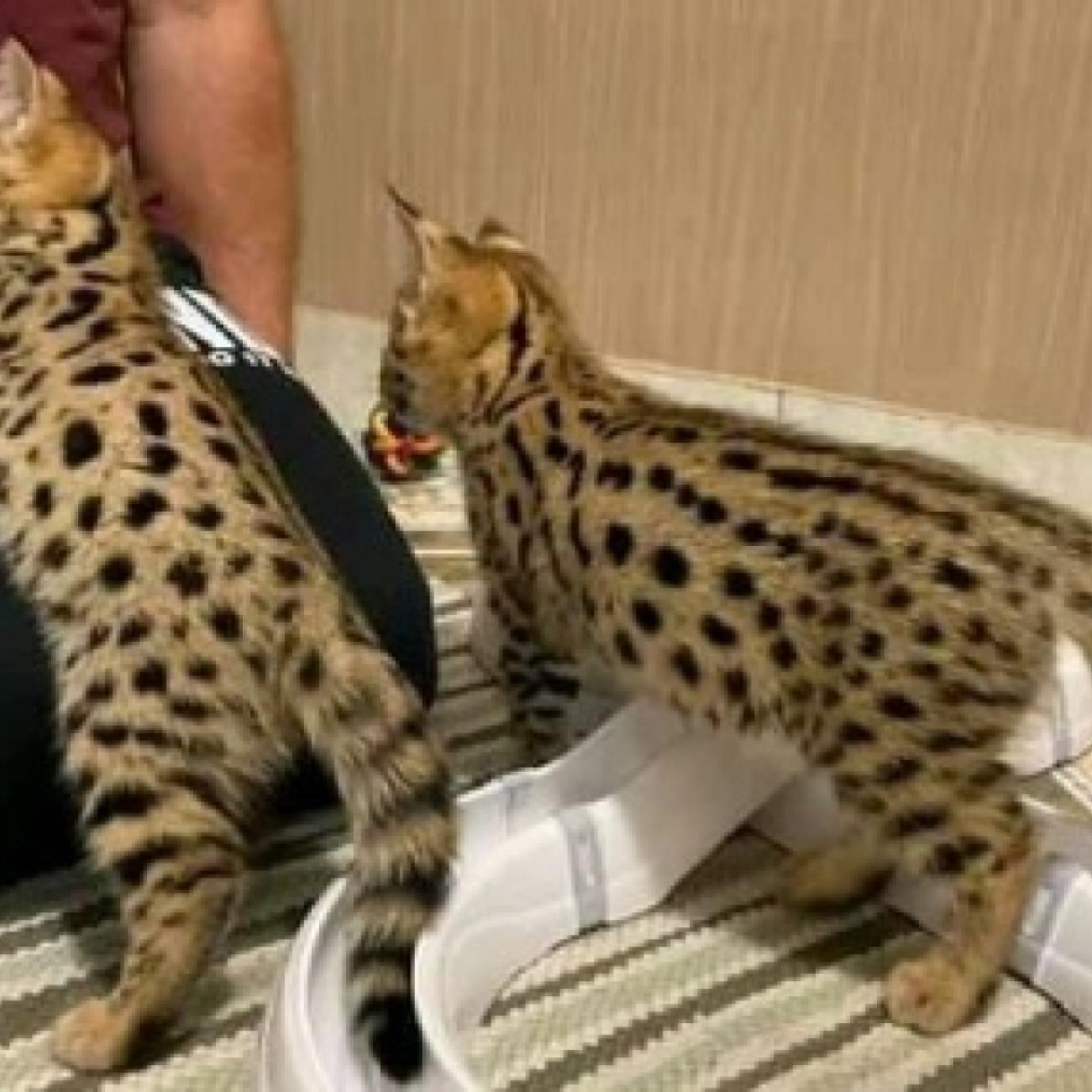 Tamed Exotics cats. (Ocelots, Caracals and F1 - F3 savannah and Serval)