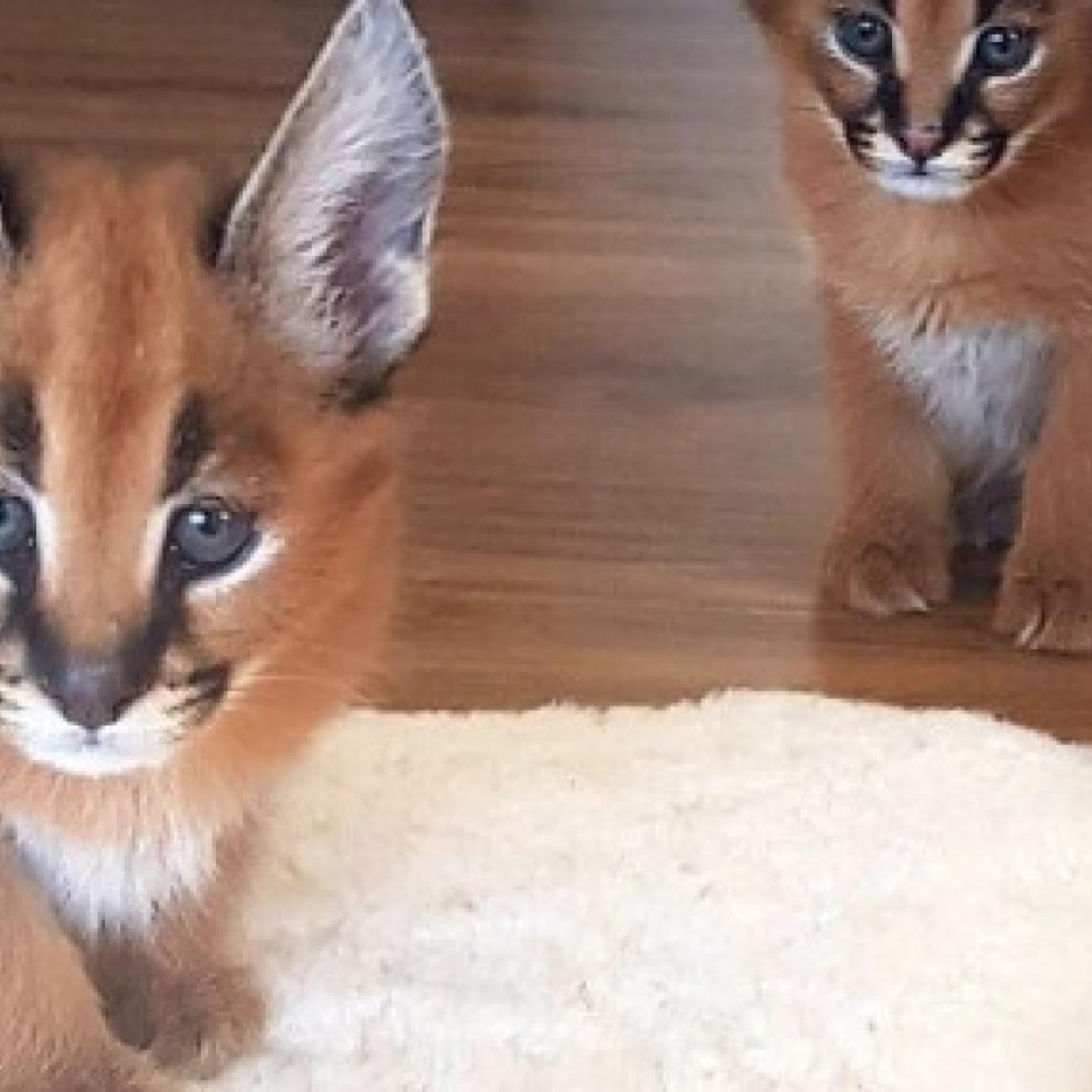 Tamed Exotics cats. (Ocelots, Caracals and F1 - F3 savannah and Serval)