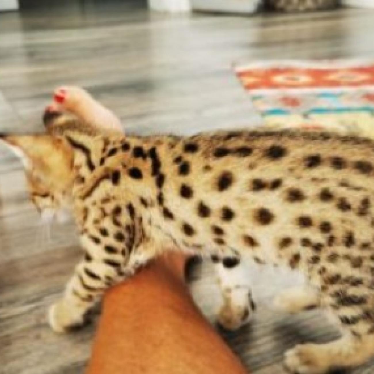 Home raised , Well tamed Exotics cats. (Ocelots, Caracals and F1 - F3 savannah and Serval)