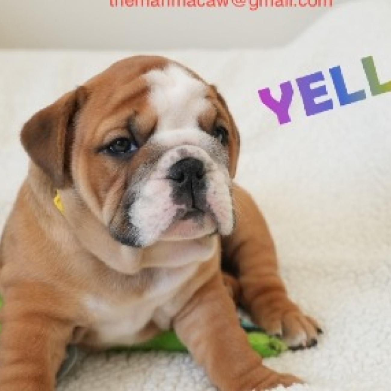 Healthy english bulldog puppies