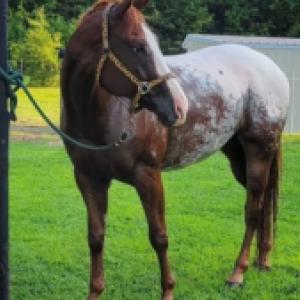 Beautiful Appaloosa gelding horse 