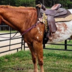 Beautiful Appaloosa gelding horse 
