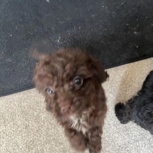 Chihuahua mixed poodles pups