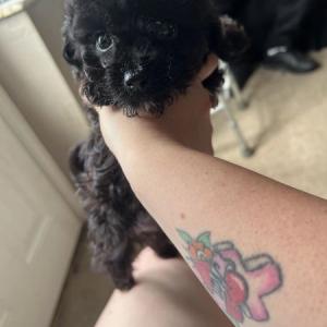 Chihuahua mixed poodles pups