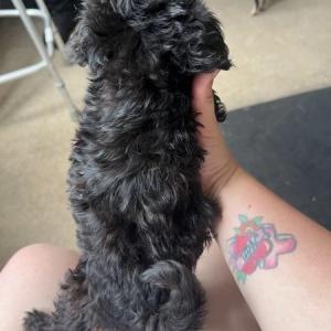 Chihuahua mixed poodles pups