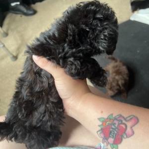 Chihuahua mixed poodles pups