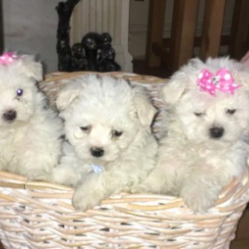 Two Teacup Maltese Puppies Needs a New Family.what us at:+447490124950