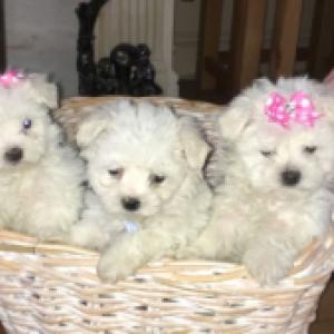 Two Teacup Maltese Puppies Needs a New Family.what us at:+447490124950
