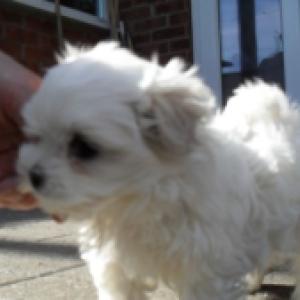 Two Teacup Maltese Puppies Needs a New Family.what us at:+447490124950