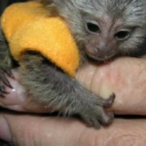 Male and female Marmoset monkeys.whatsapp me for more information:+447490124950