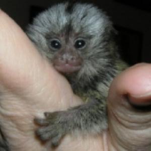 Male and female Marmoset monkeys.whatsapp me for more information:+447490124950
