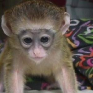 Well Tamed Capuchin monkeys for adoption..whatsapp me for more information:+447490124950