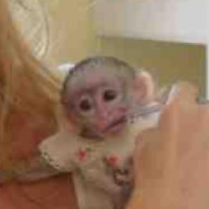 Well Tamed Capuchin monkeys for adoption..whatsapp me for more information:+447490124950