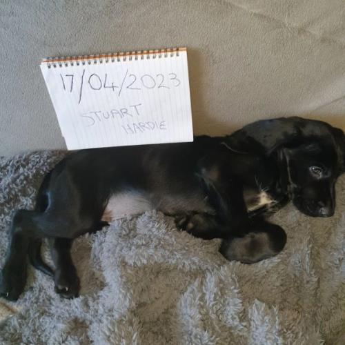 Sprocker spaniel puppies looking for their forever homes