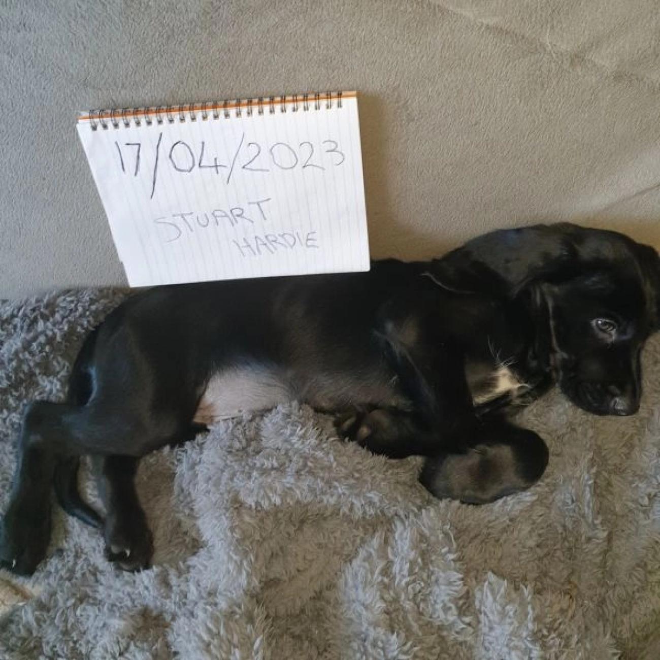 Sprocker spaniel puppies looking for their forever homes