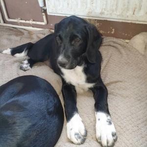 Sprocker spaniel puppies looking for their forever homes