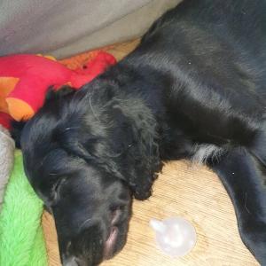 Sprocker spaniel puppies looking for their forever homes