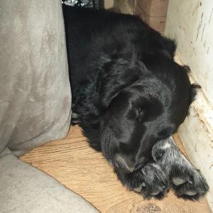 Sprocker spaniel puppies looking for their forever homes