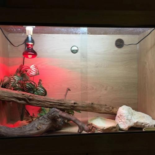 Reptile vivarium with matching cabinet and accessories