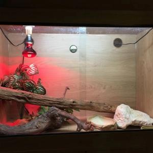 Reptile vivarium with matching cabinet and accessories