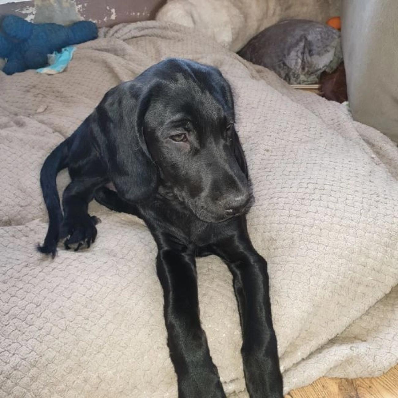 Sprocker spaniel puppies looking for their forever homes