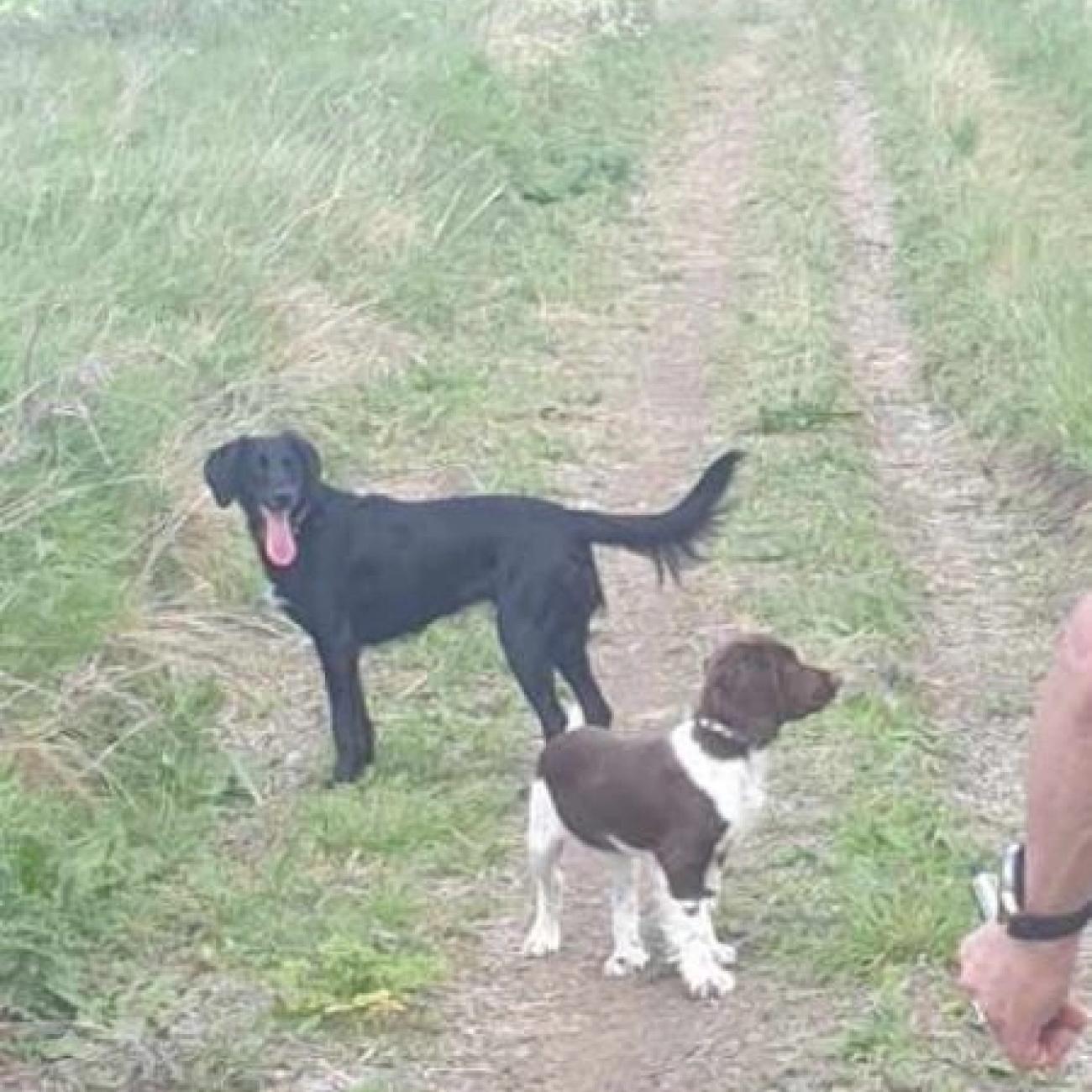Sprocker spaniel puppies looking for their forever homes