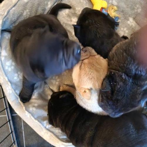 BEAUTIFUL Shar Pei Puppies