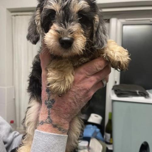 Cockerpoo Cross Mini Schnauzer Puppies