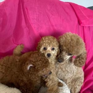 Toy Poodle puppies for sale