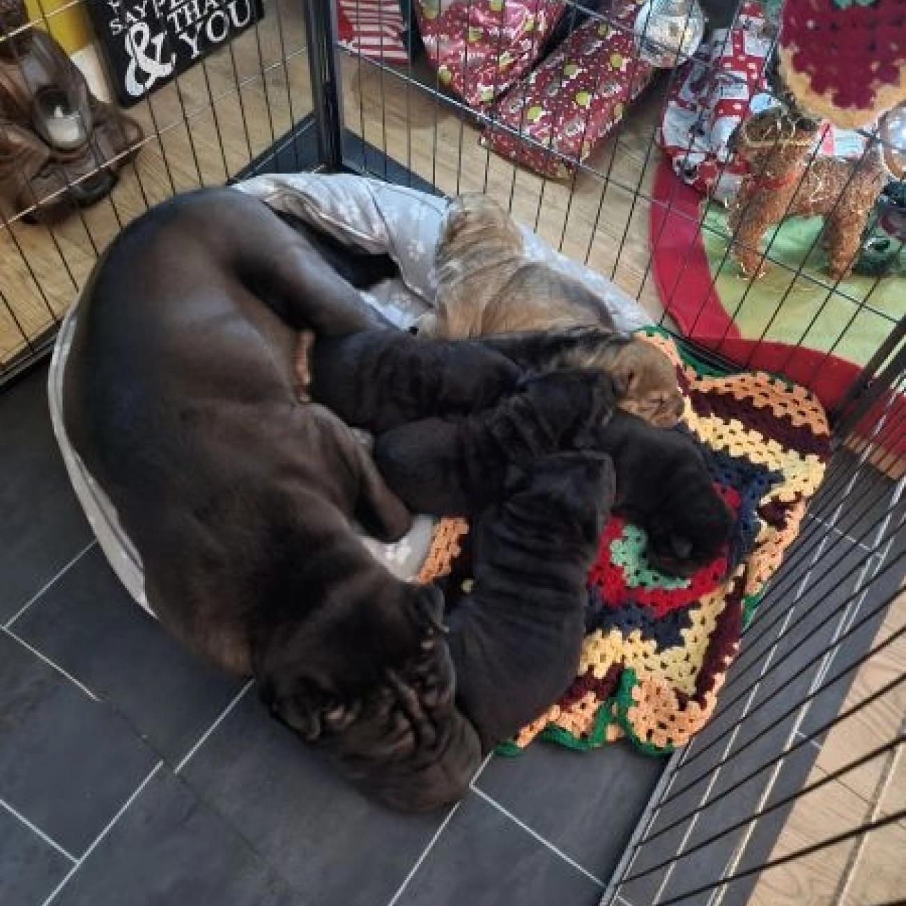 BEAUTIFUL Shar Pei Puppies