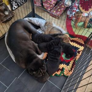 BEAUTIFUL Shar Pei Puppies