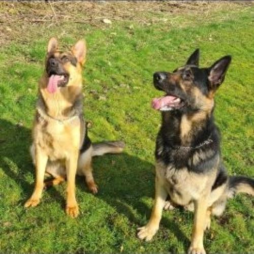 German shepherd pups