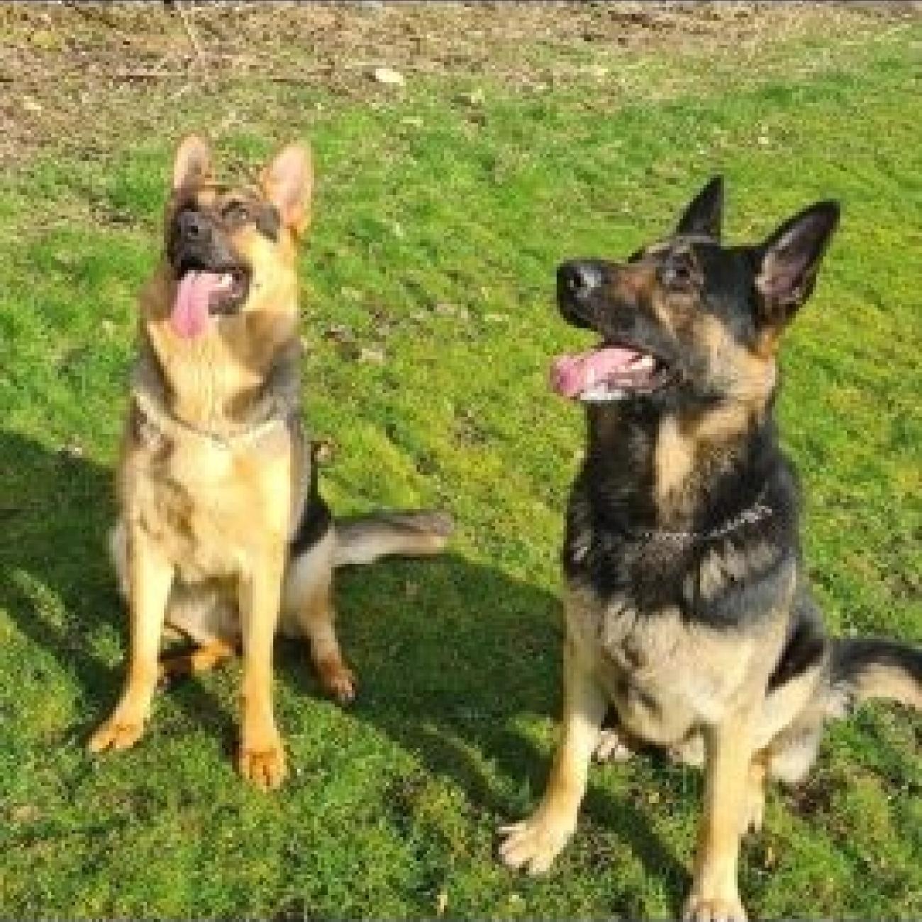 German shepherd pups