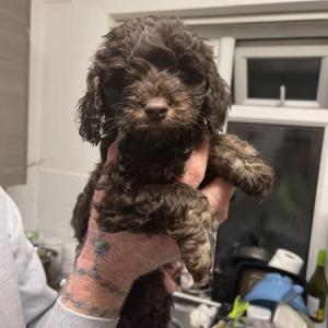 Cockerpoo Cross Mini Schnauzer Puppies