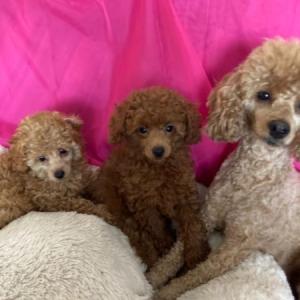 Toy Poodle puppies for sale