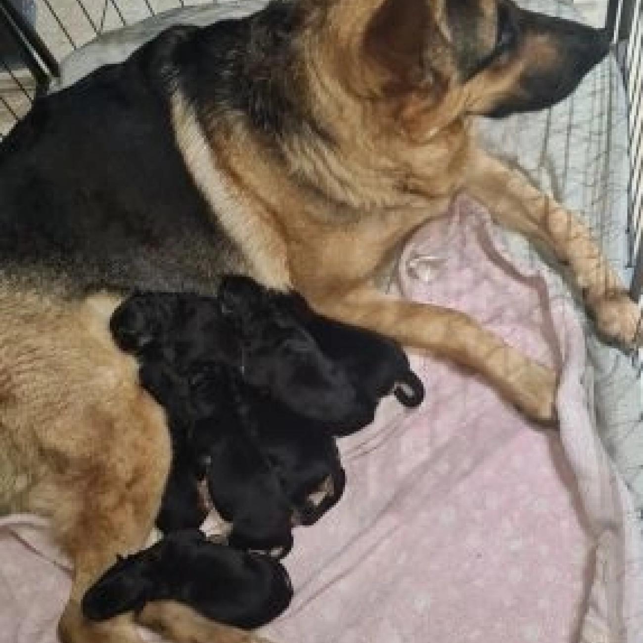 German shepherd pups