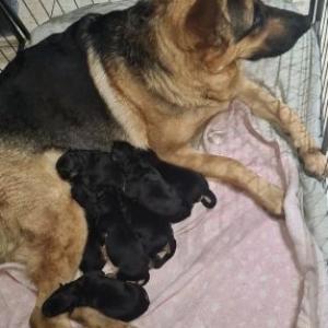 German shepherd pups