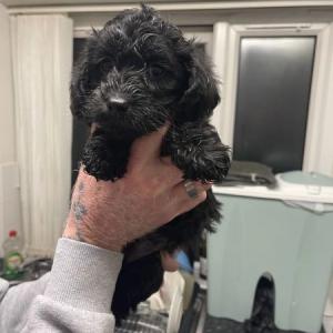 Cockerpoo Cross Mini Schnauzer Puppies