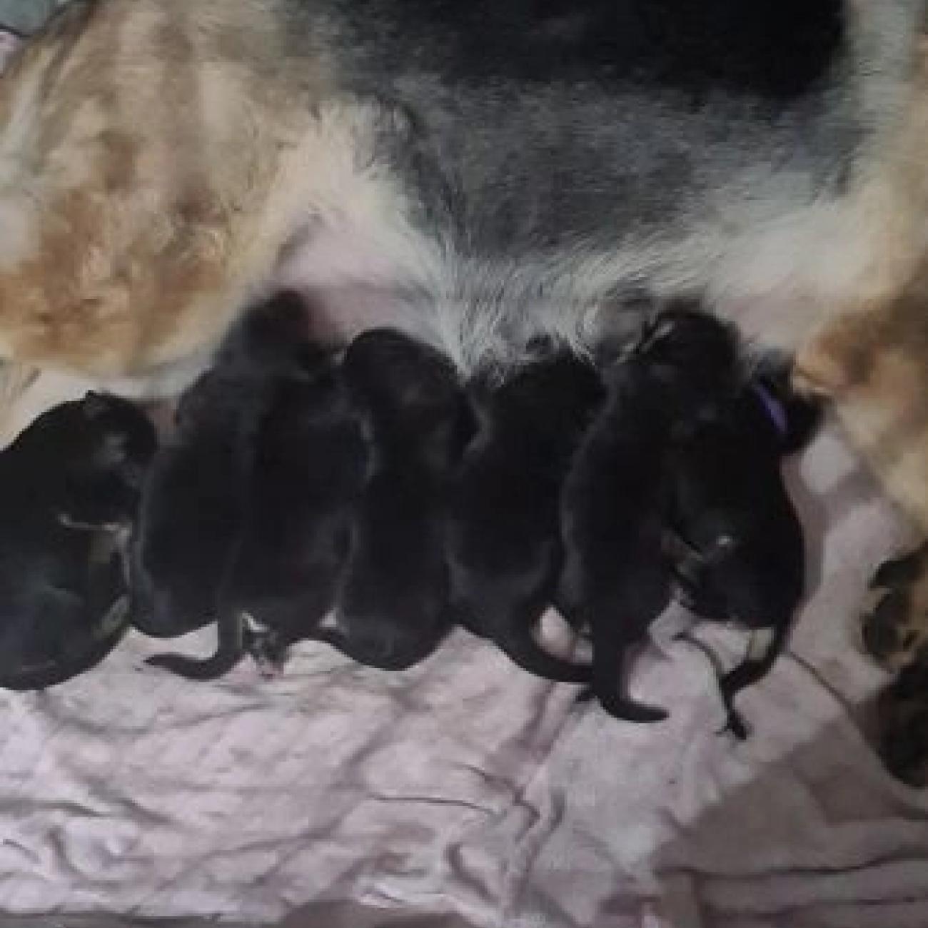 German shepherd pups