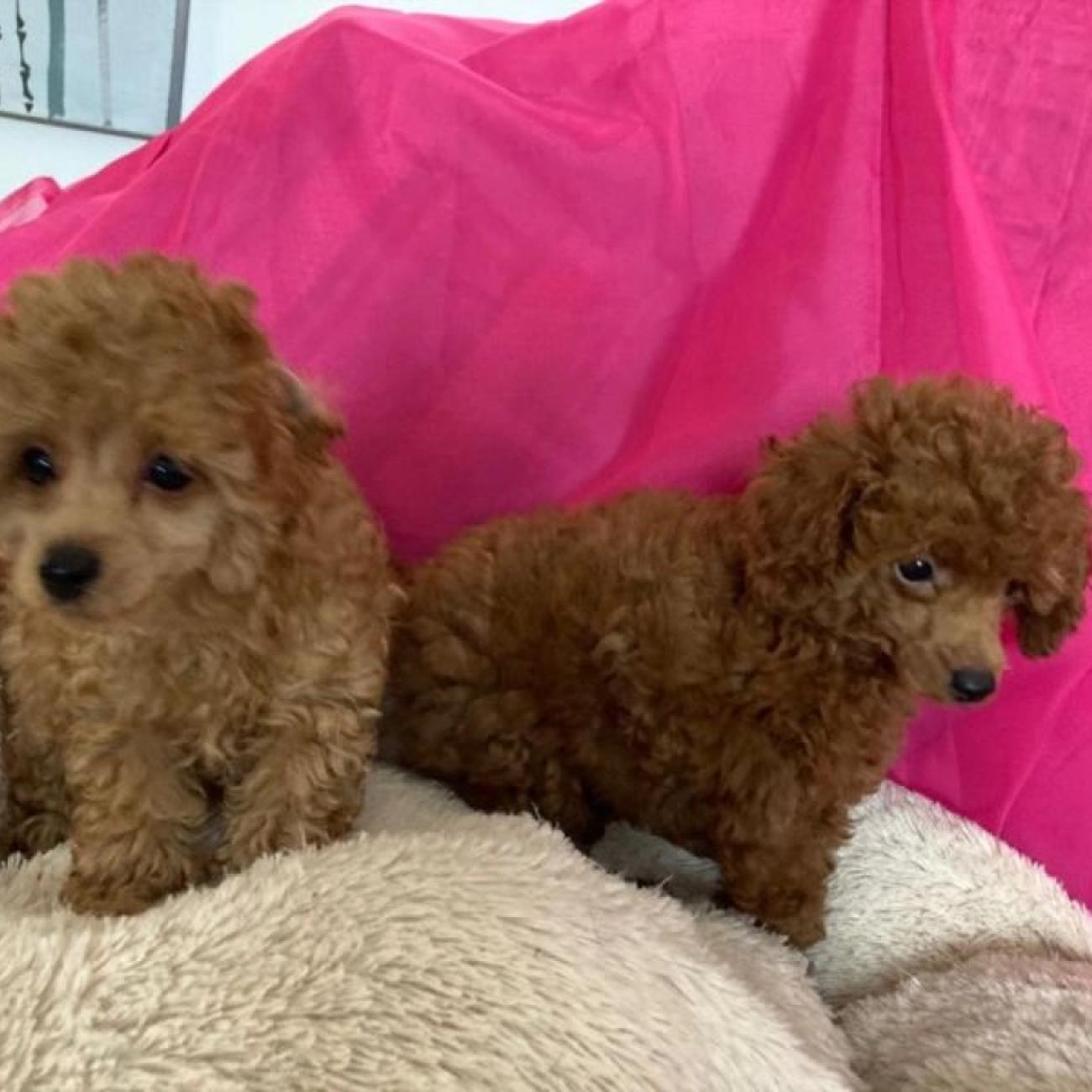 Toy Poodle puppies for sale
