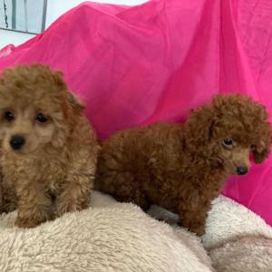 Toy Poodle puppies for sale