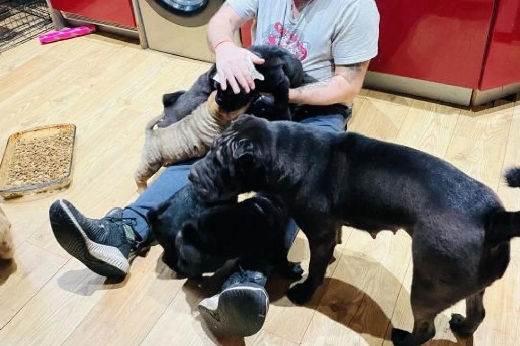 Nowtrade Free Classified Ads