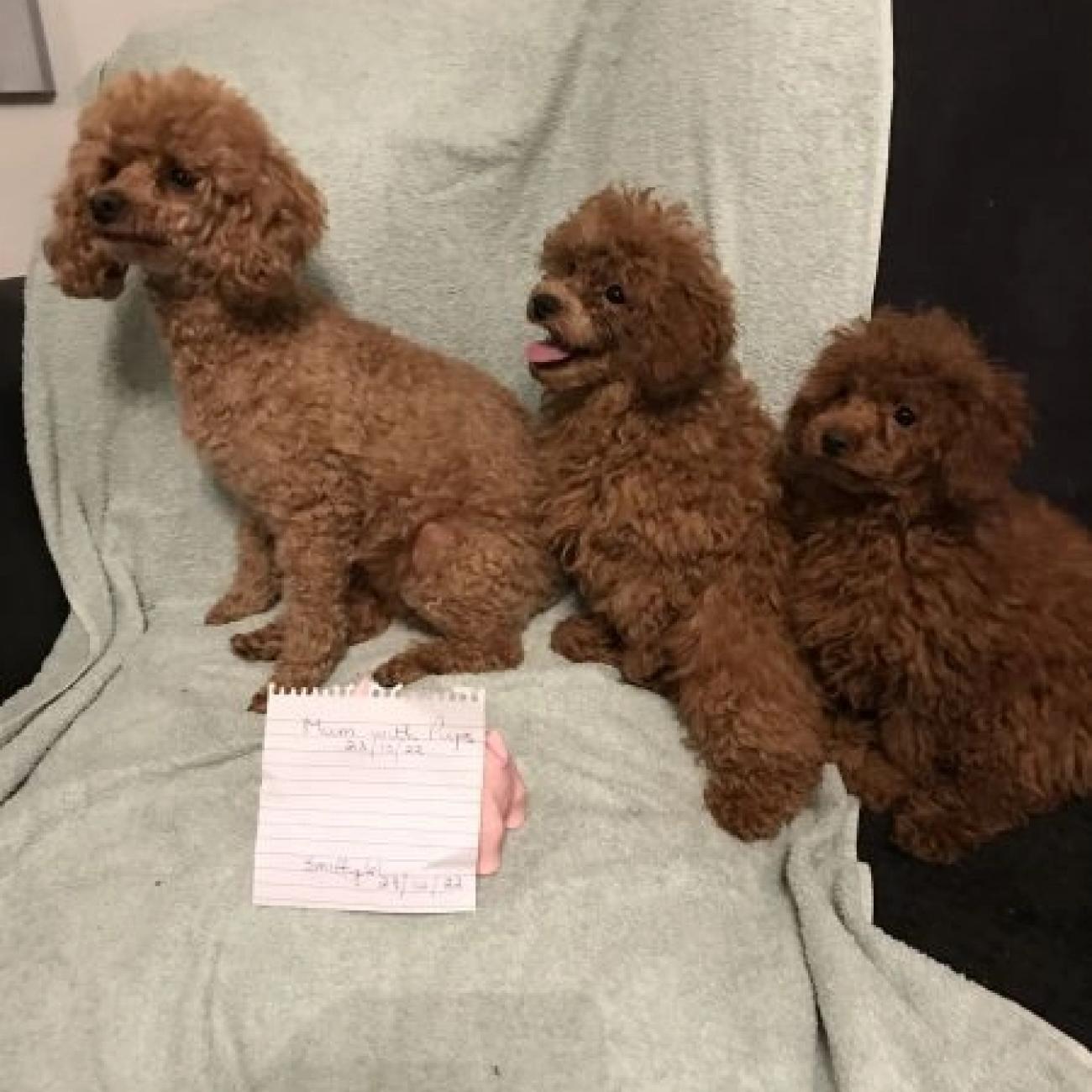 Toy Poodle puppies for sale