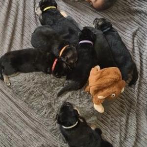 German shepherd pups
