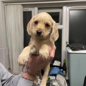 Cockerpoo Cross Mini Schnauzer Puppies